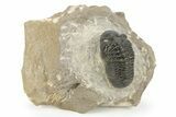 Detailed Reedops Trilobite - Aatchana, Morocco #243883-1